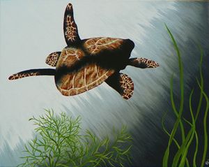 Shaded Swim Loggerhead