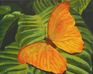 Sunset Butterfly