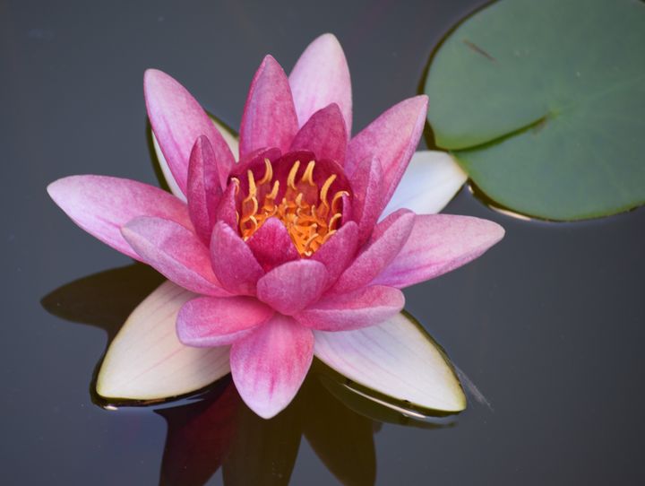 Lotus Flower - Photography By Helen - Photography, Flowers, Plants ...