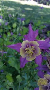 Purple Star flower