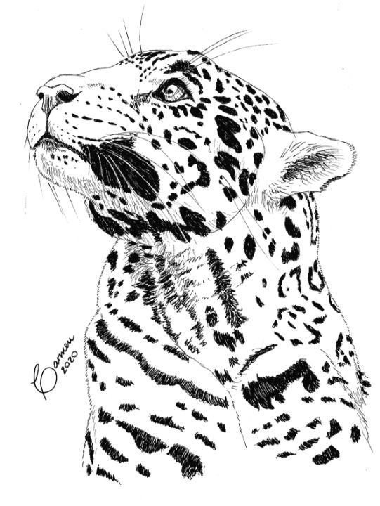 Animal Outline Clipart-jaguar animal black outline clip art
