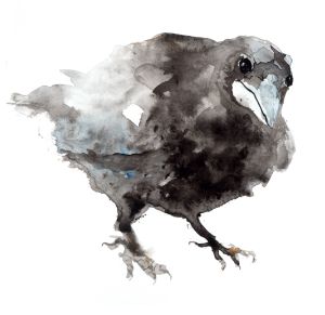 Curious Crow