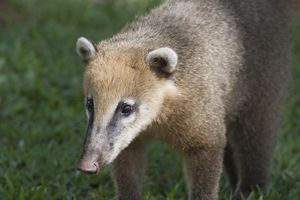 Coati in the rainforest near Iguazu - BRISTE
