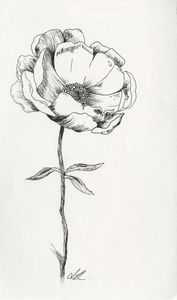 Flower Pen Drawing