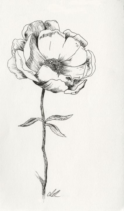 Flower Pen Drawing - Sadie Arts