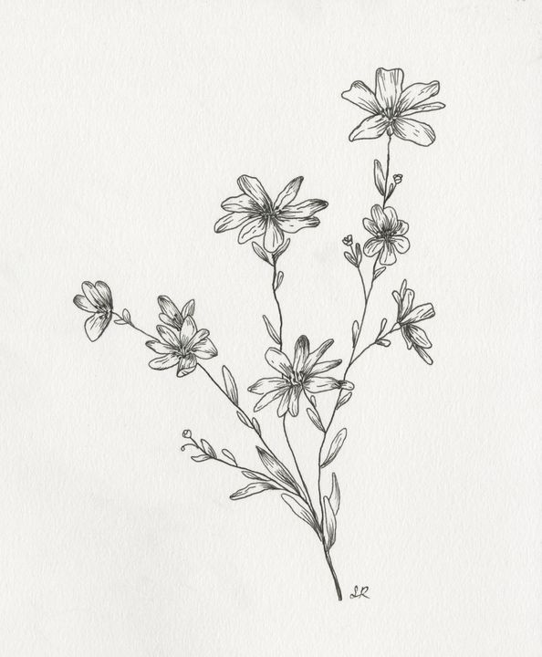 Tickseed Sunflower Pen Drawing - Sadie Arts