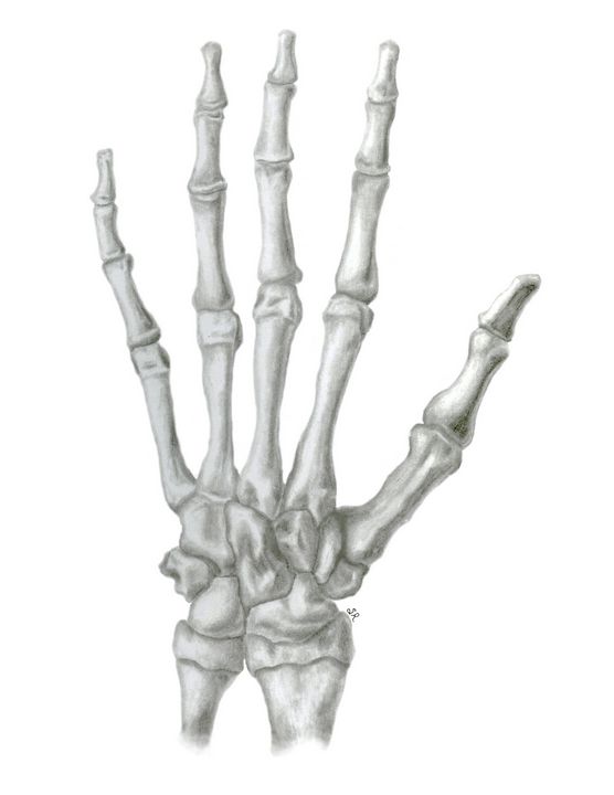 Skeleton Hand - Sadie Arts