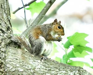 The Contented Squirrel - Photographs by Kathy.. Diversified Photographer