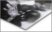 Metal Print