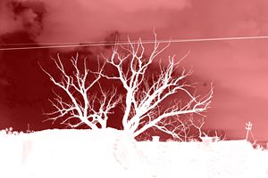 Tree red negative