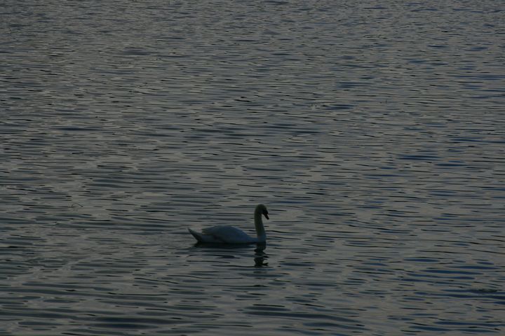 Swan - branimirbelosev