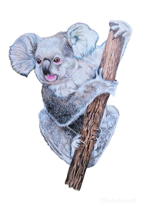 Colorful Koala Paint By Numbers - Paint By Numbers