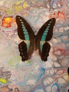 turquoise butterfly on smoky rainbow