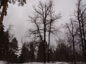 bare trees in winter forest