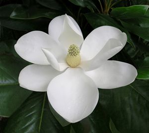 Magnolia Splendor