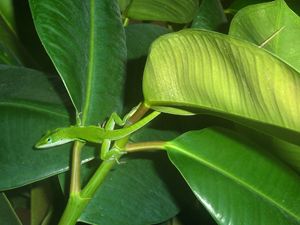 Anole And The Green Stalk