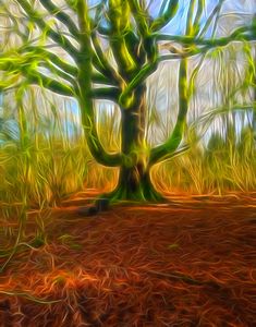 Green Man Oak