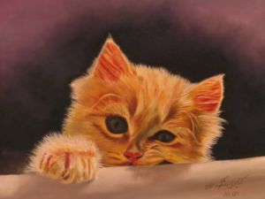 Cute orange cat