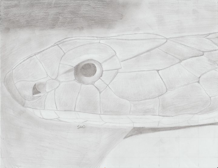 pencil drawings of cobras