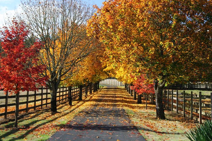 Fall Lane - PhotosbyChris - Photography, Flowers, Plants, & Trees ...