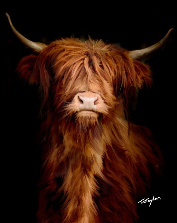 Highland Cow (Wee Eck the Coo) - T.Ralph Taylor