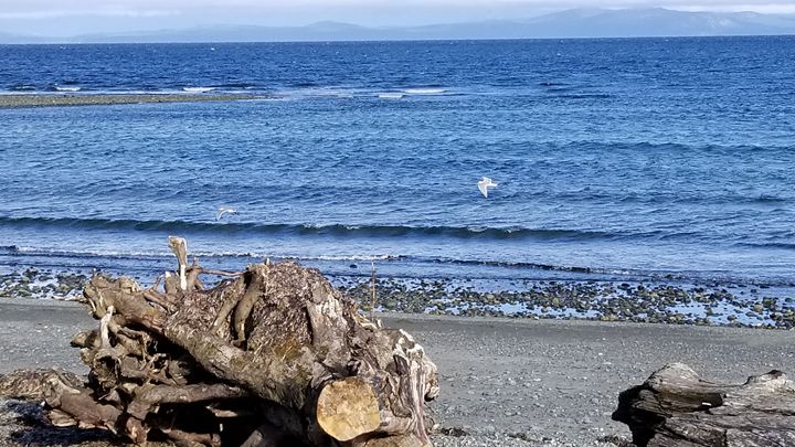 Seagull-tastic - Christina Taylor