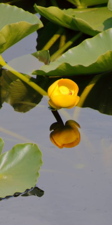 Yellow Pond Lily - Adventure Images