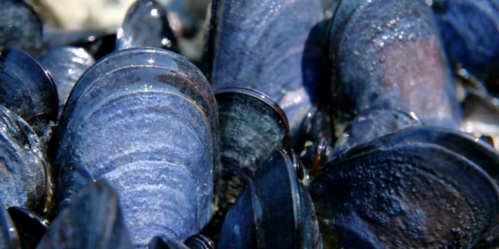 Alaska Blue Mussel Macro - Adventure Images