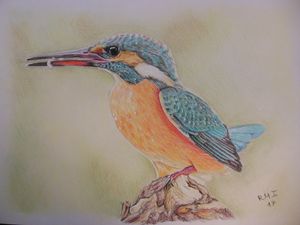 Color pencil art - Hems - Drawings & Illustration, Animals, Birds, & Fish,  Birds, Kingfisher - ArtPal