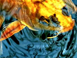 Koi watercolor - Serene Scenes ,Joni German