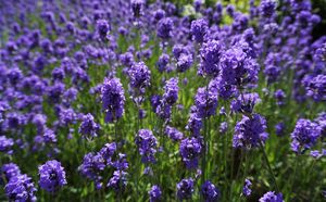 Lavender Affair