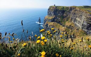 Dandelion's over Moher