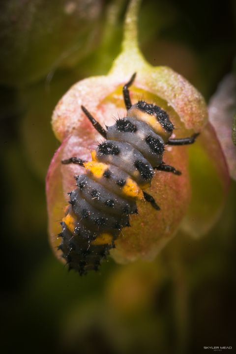 Ladybug Larvae - Magnificent Reality