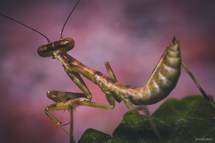 Mantis Glamour - Magnificent Reality - Photography, Animals, Birds ...