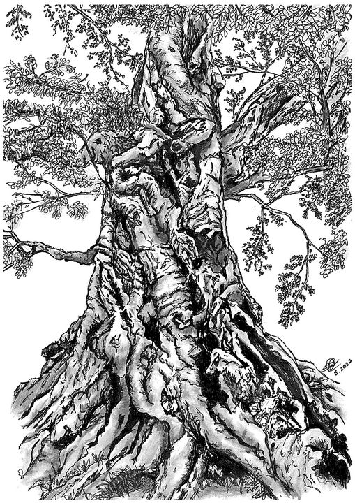 Tree - Shorove