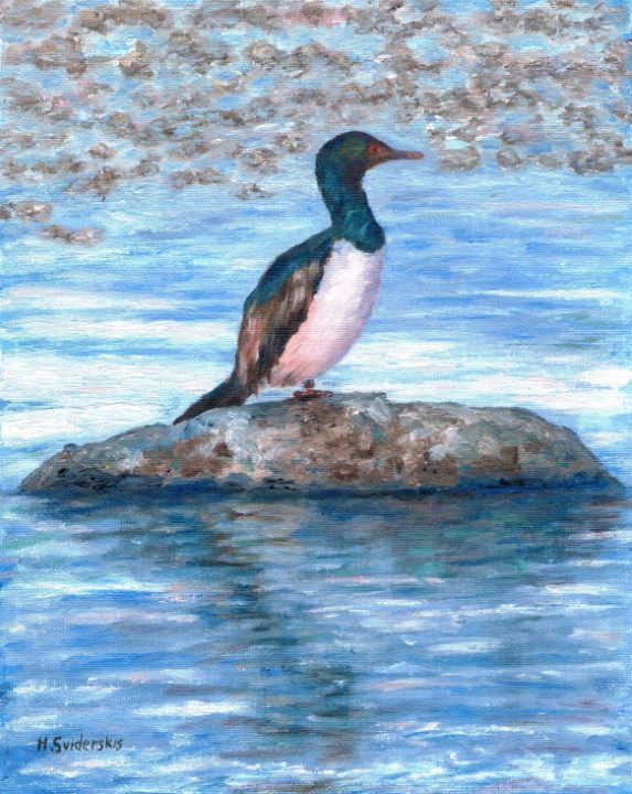 Rock Cormorant Bird - Helen Sviderskis