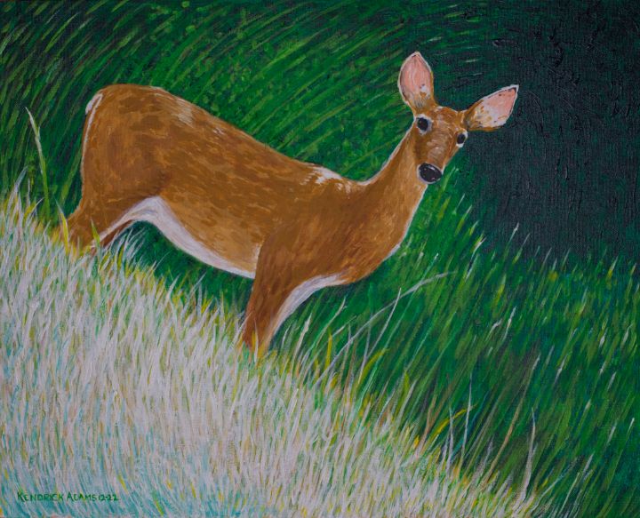 White-Tailed Deer - Signed Fine Art Print