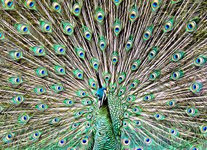 Peacock Pose
