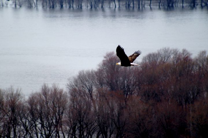 Eagle Flying over Mississippi River - MD Photography