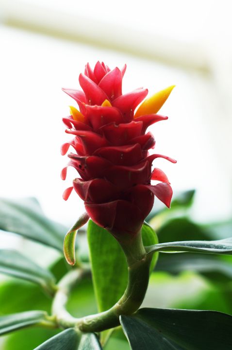 Plant - MD Photography - Photography, Flowers, Plants, & Trees, Flowers ...