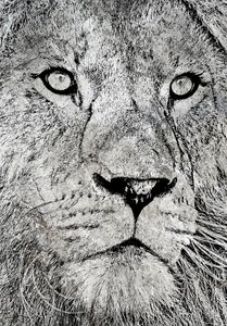 Lio Drawing - Sebastian Von Wolf - Drawings & Illustration