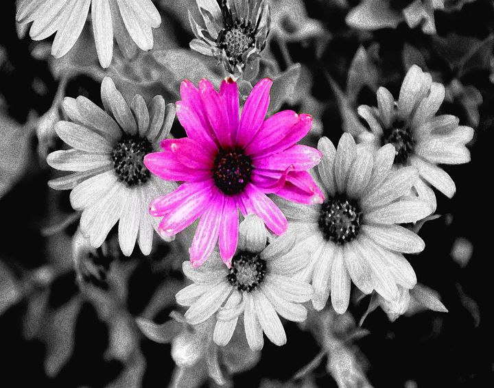 B&W and 1 Colored Daisy - JonesArtWorkS