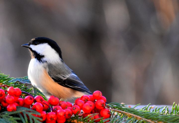 Red Chickadee A chickadee in the garden - Laprise - Photography, Animals, Birds ...