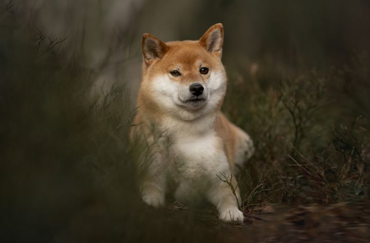 Shiba Laying Down in the Woods No.1 - Otara Shiba Art - Photography ...