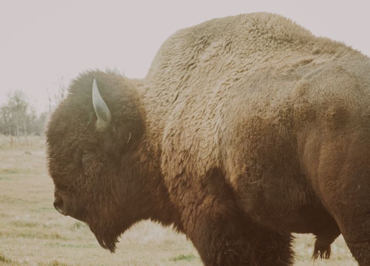 Bison Bull - Beauty And The Bovine Photography - Photography, Animals ...