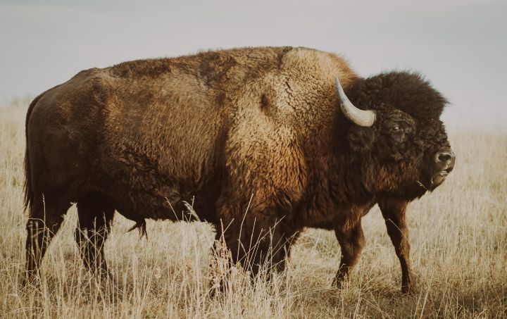 Bison Bull - Beauty And The Bovine Photography - Photography, Animals ...