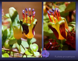 Fuchsia procumbens 3