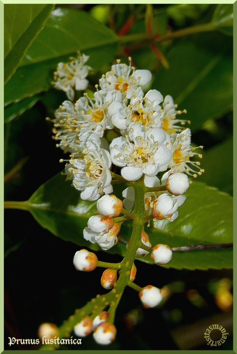 Prunus lusitanica - tasmanianartist D1g1tal-M00dz