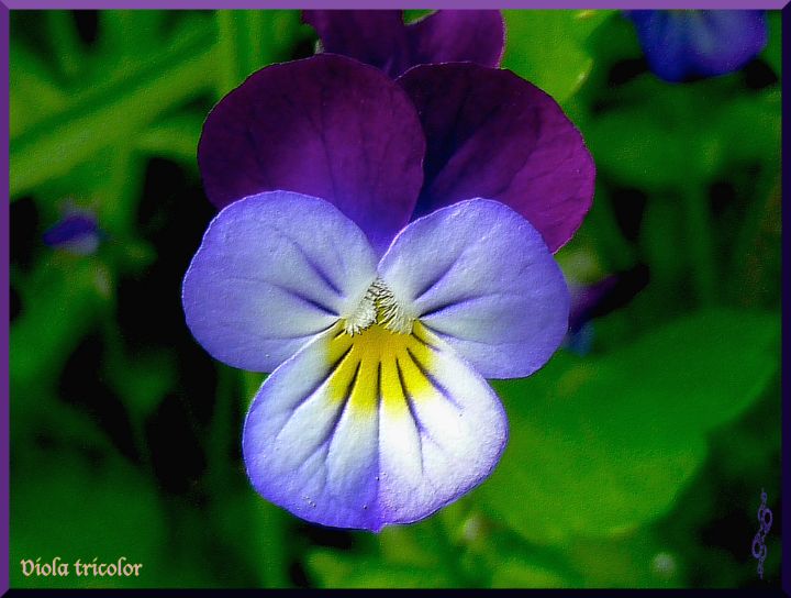 Viola tricolor - tasmanianartist D1g1tal-M00dz