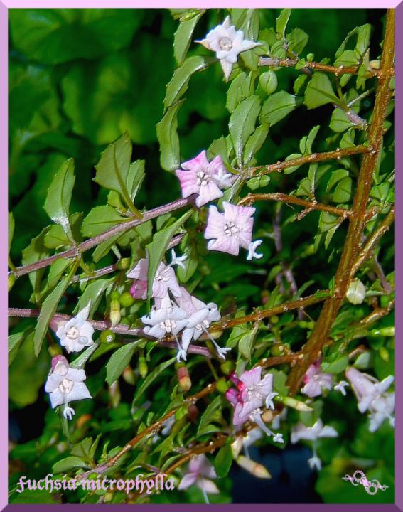 Fuchsia encliandra - tasmanianartist D1g1tal-M00dz